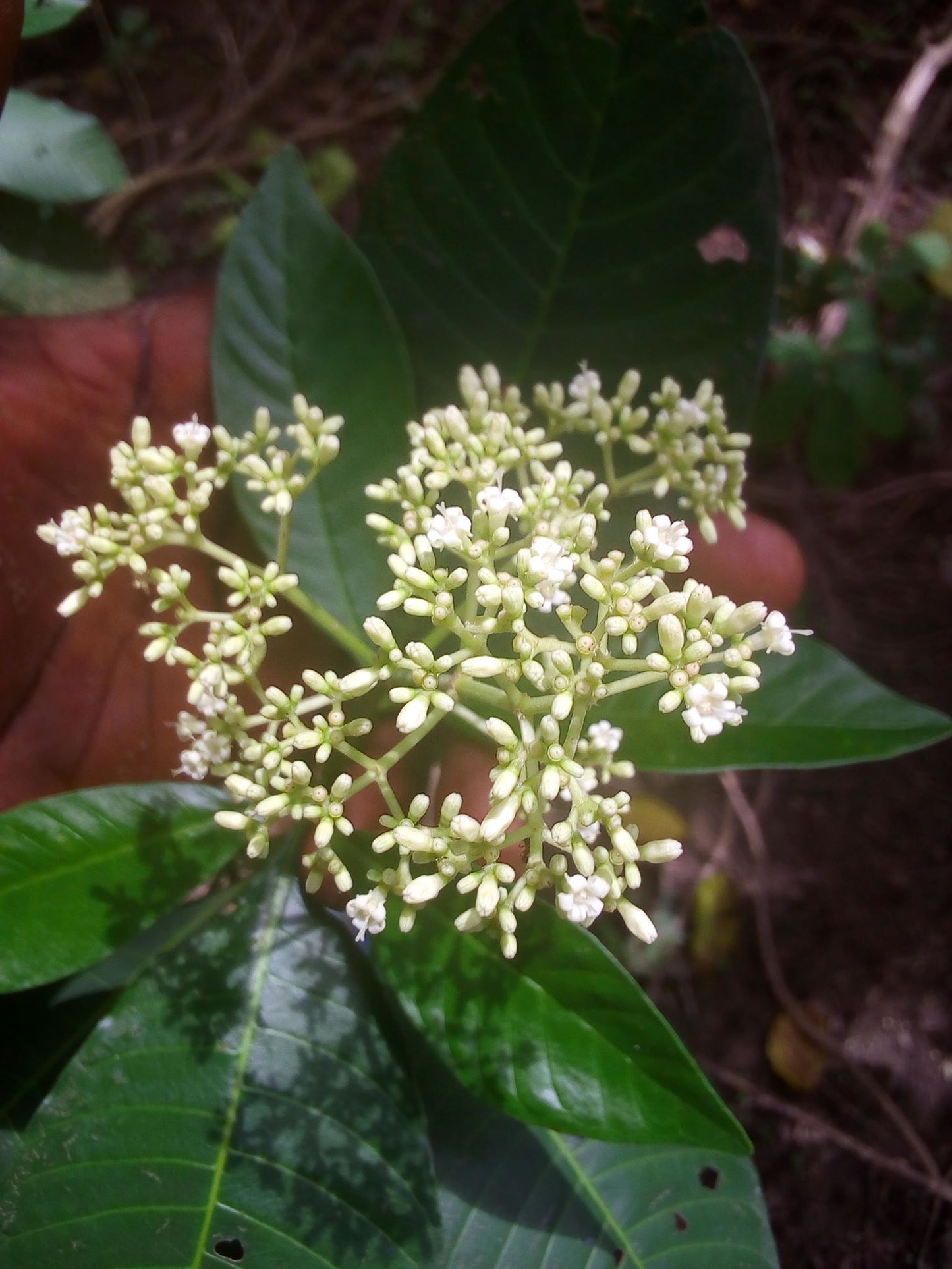 100ml Psychotria colorata essence